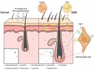 SIPIMO Essence Activates the FGF Pathway in Dermal Papilla Cells to Promote Hair Regrowth
